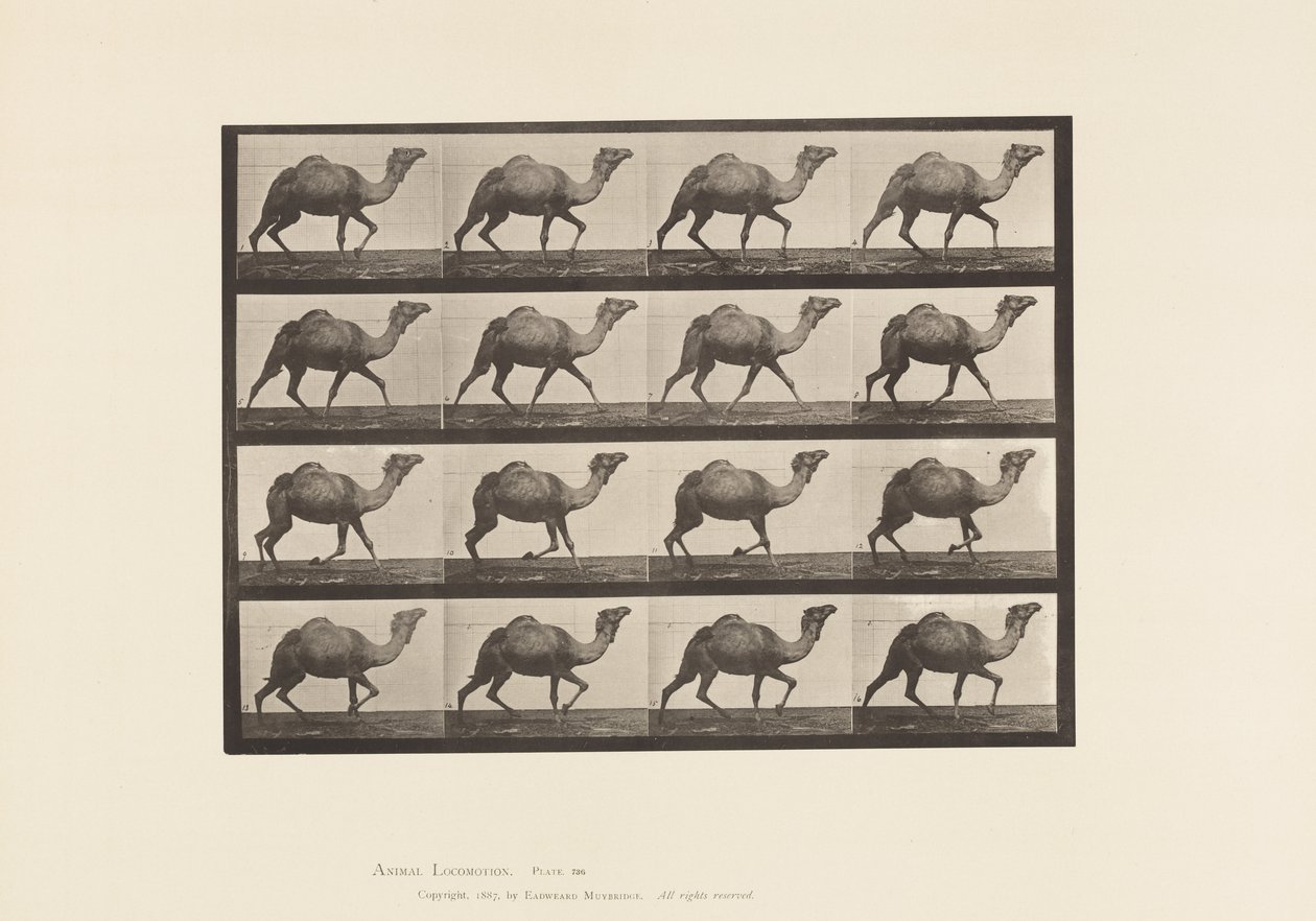 Tavle 736. Ægyptisk Kamel; Reoler af Eadweard Muybridge