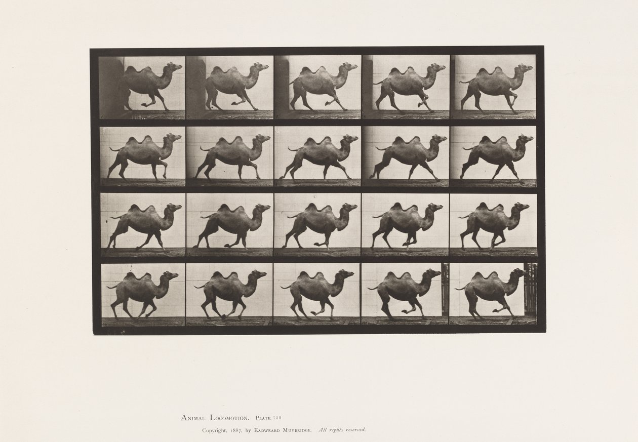 Tavle 739. Bactrian Camel; Galoperende af Eadweard Muybridge