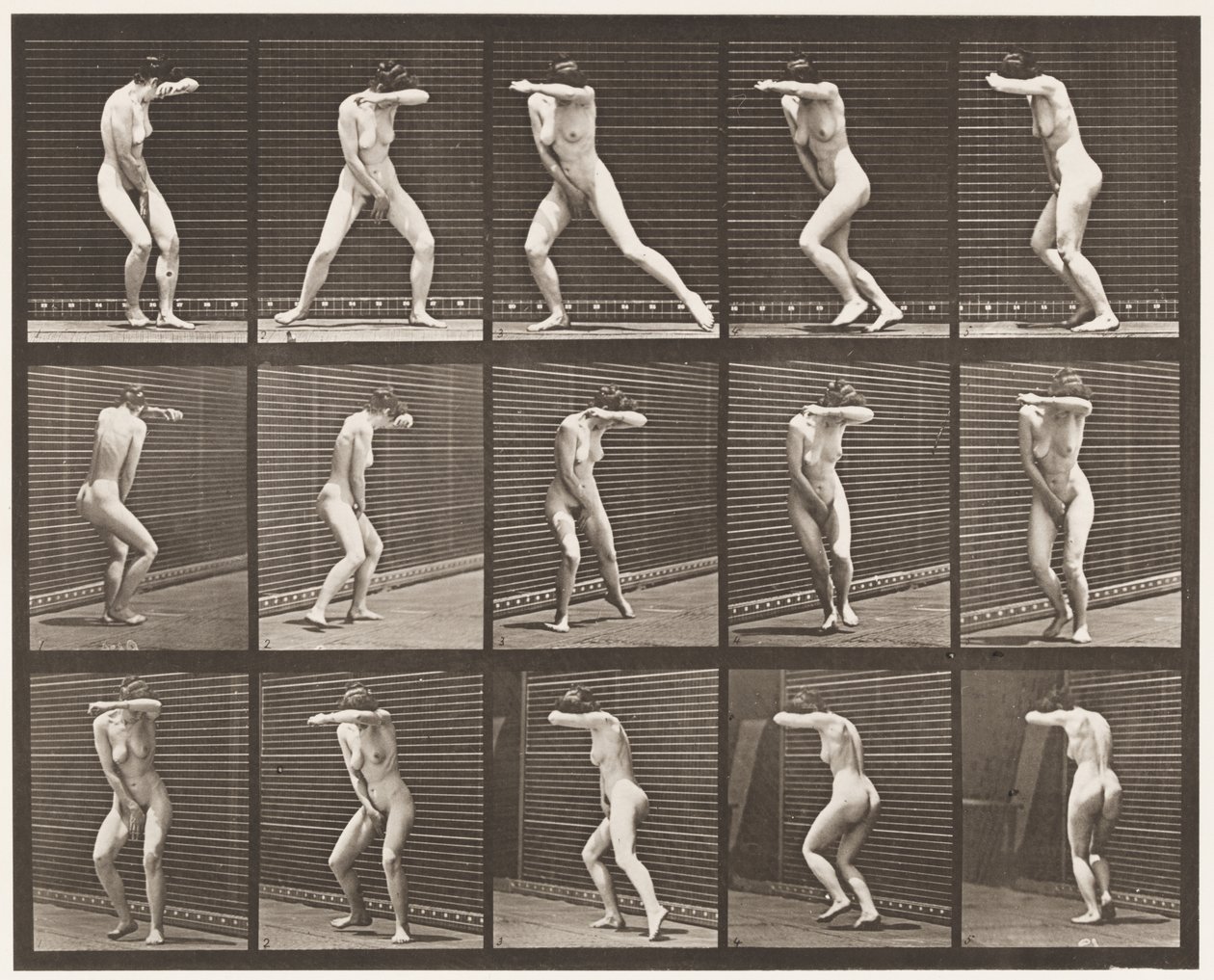 Plade 73. Vender sig om i overraskelse og løb væk, 1872-1885 af Eadweard Muybridge
