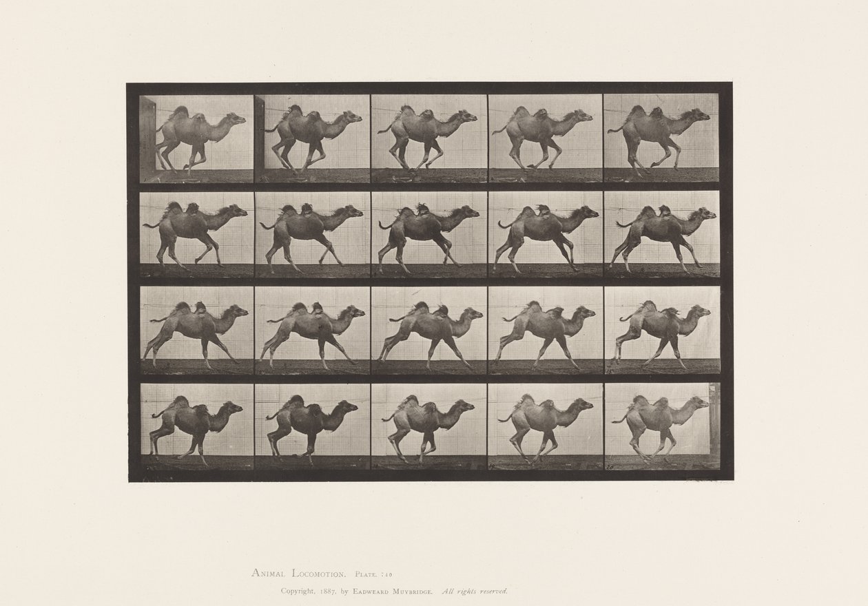 Tavle 740. Bactrian Camel; (Ung), Galoperende af Eadweard Muybridge