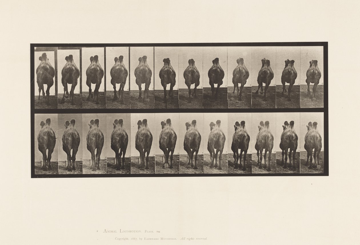 Tavle 741. Bactrian Camel; A, Gå; B, Reoler af Eadweard Muybridge