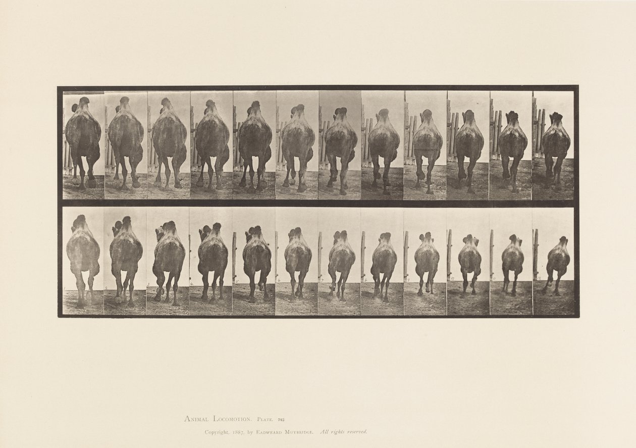 Tavle 742. Bactrian Camel; A, Reoler; B, Galoperende af Eadweard Muybridge