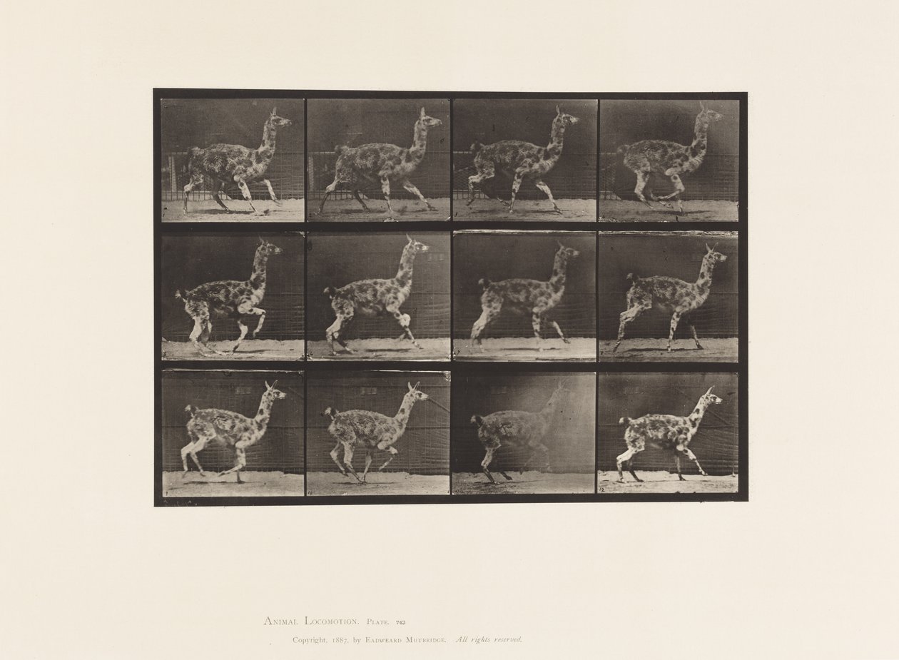 Tallerken 743. Guanaco; Galoperende af Eadweard Muybridge