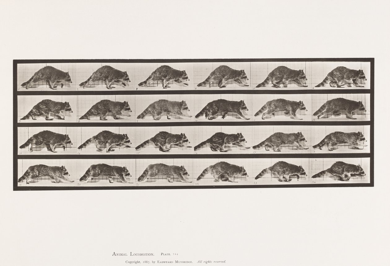 Tallerken 744. Vaskebjørn; Gåture; Skift til Galoping af Eadweard Muybridge