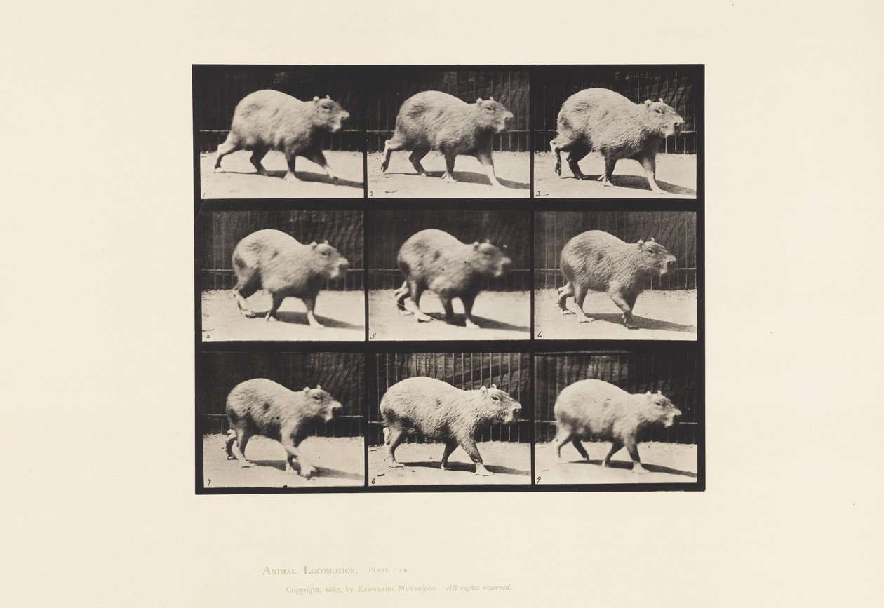 Tavle 746. Capybara; Gåture af Eadweard Muybridge