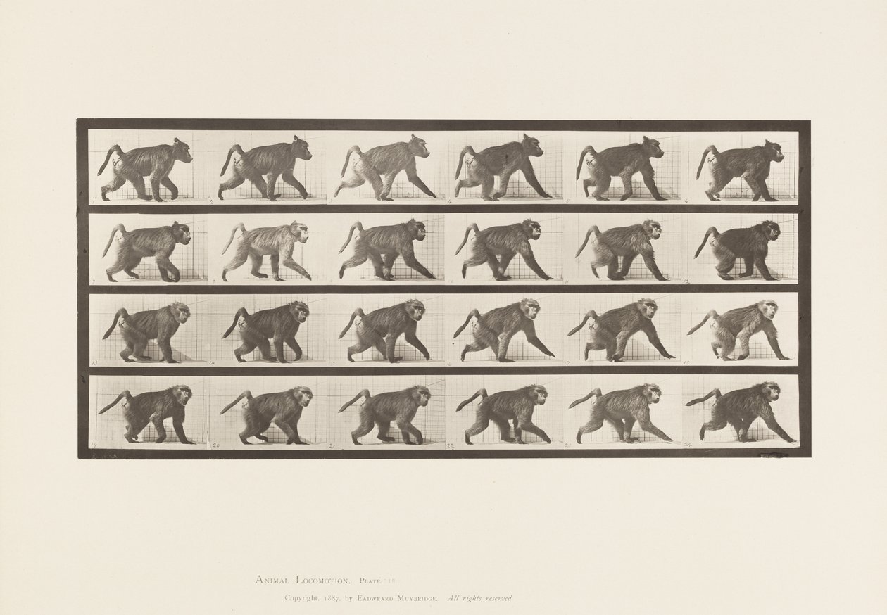 Tallerken 748. Bavian; Går på alle fire af Eadweard Muybridge
