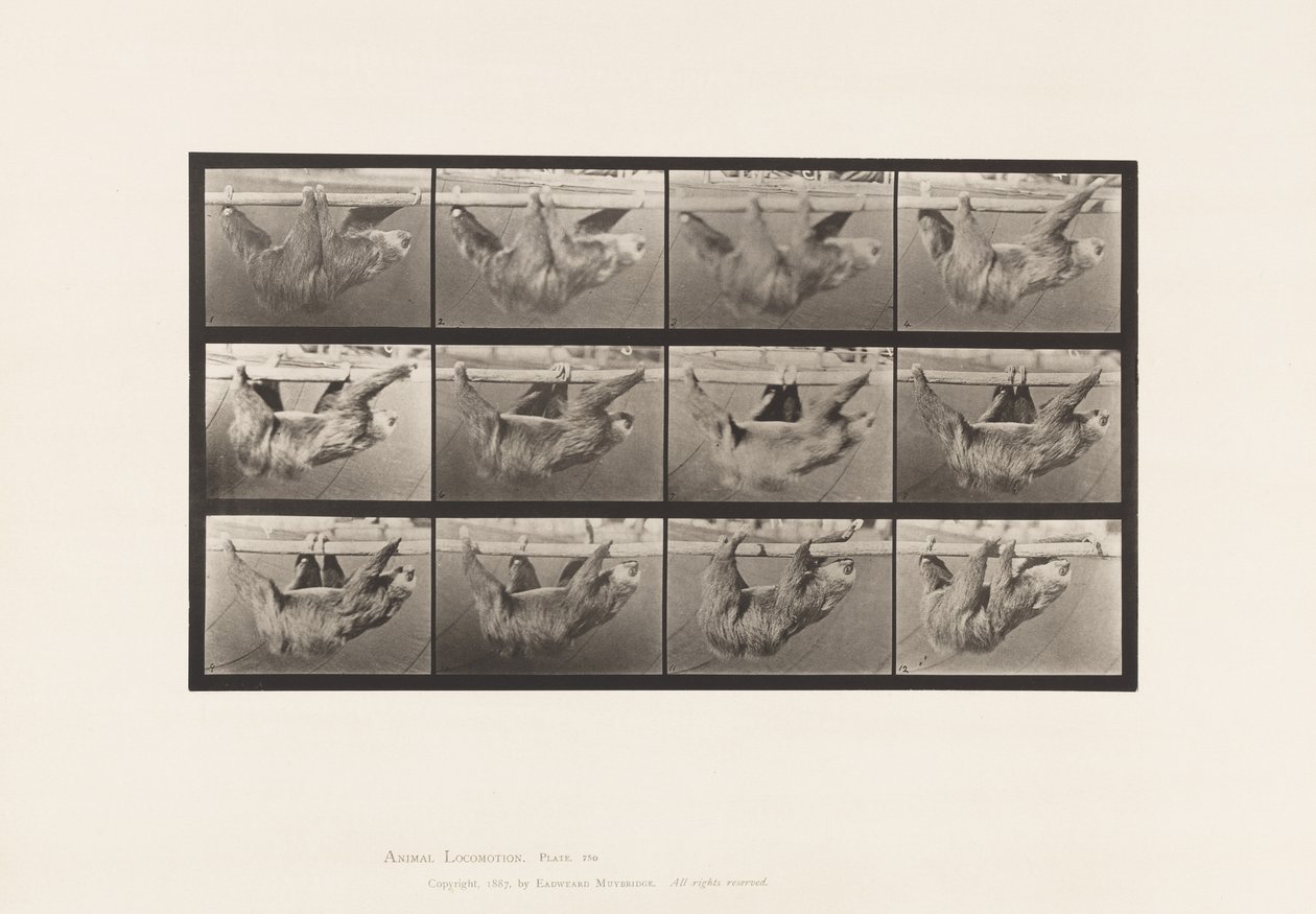 Tallerken 750. Dovendyr; Gående, ophængt på en vandret stang af Eadweard Muybridge