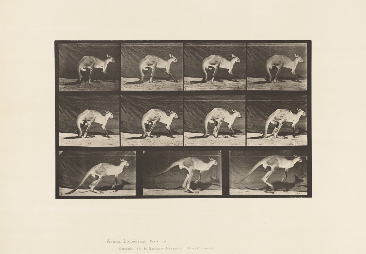 Tavle 751. Kænguru; Gå på alle fire; Skift til Jumping af Eadweard Muybridge