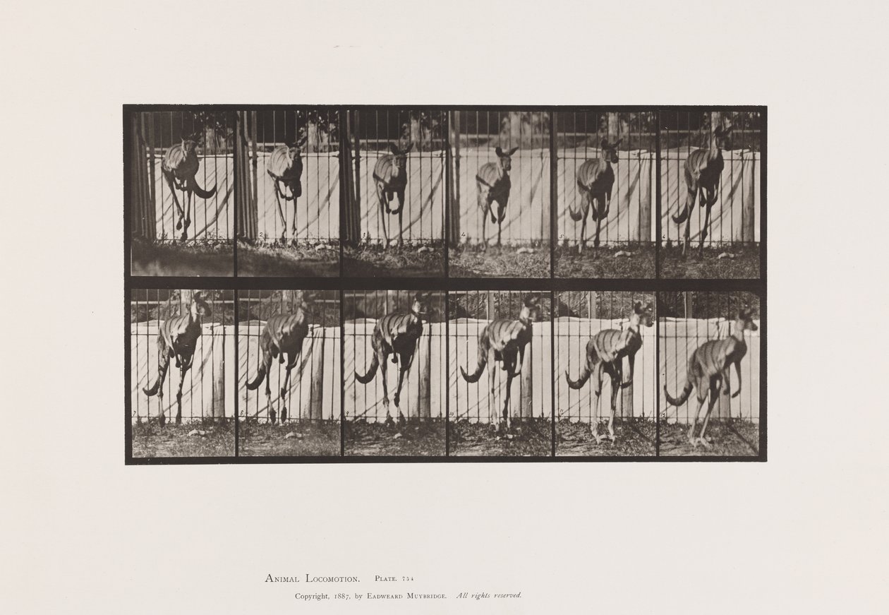 Tavle 754. Kænguru; Hoppe af Eadweard Muybridge