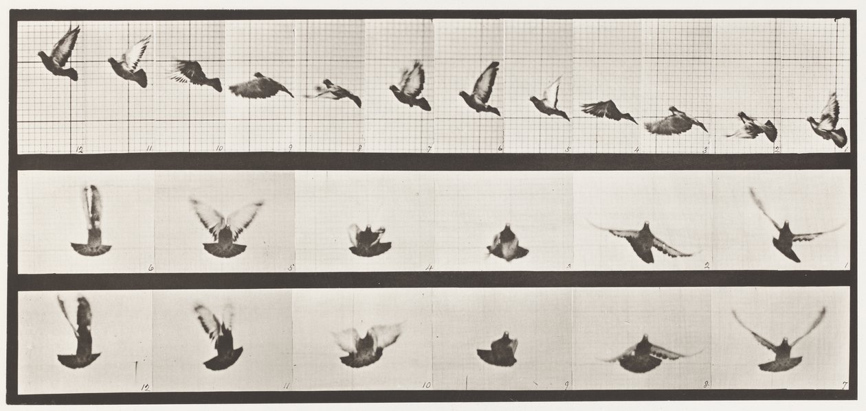 Tavle 755. Due; Flyvende af Eadweard Muybridge