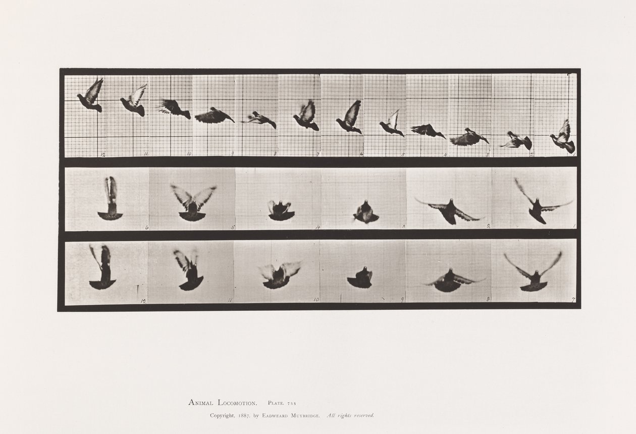 Tavle 755. Due; Flyvende af Eadweard Muybridge