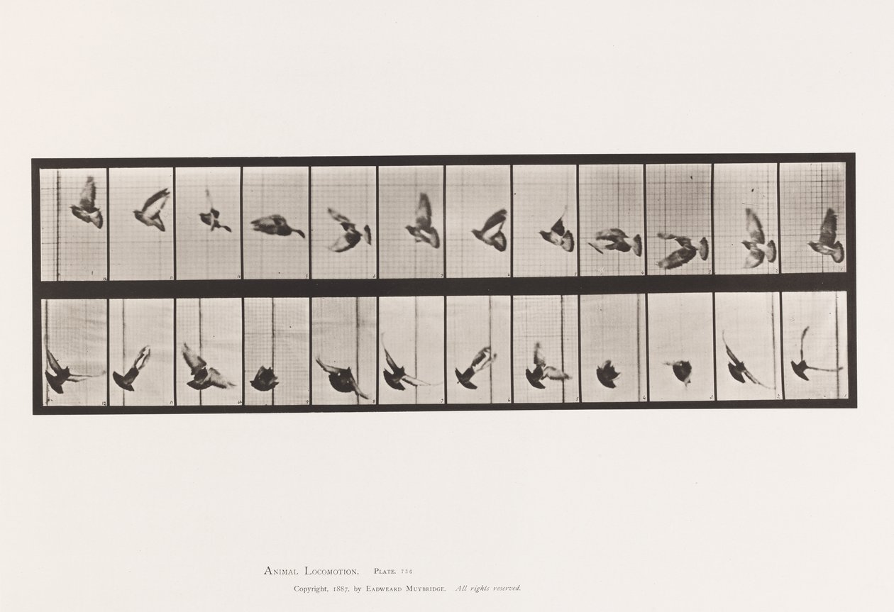 Tavle 756. Due; Flyvende af Eadweard Muybridge