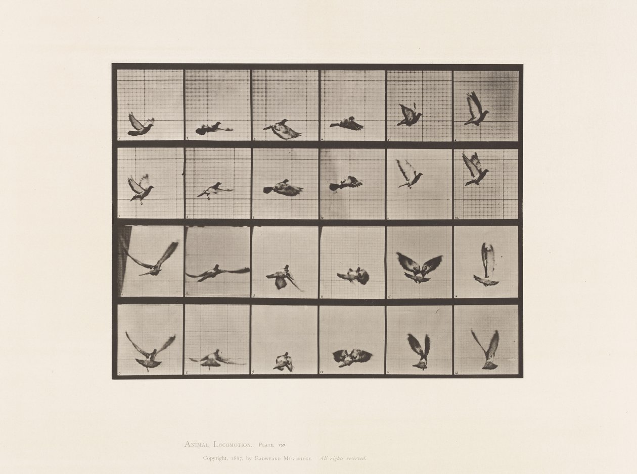 Tavle 757. Due; Flyvende af Eadweard Muybridge