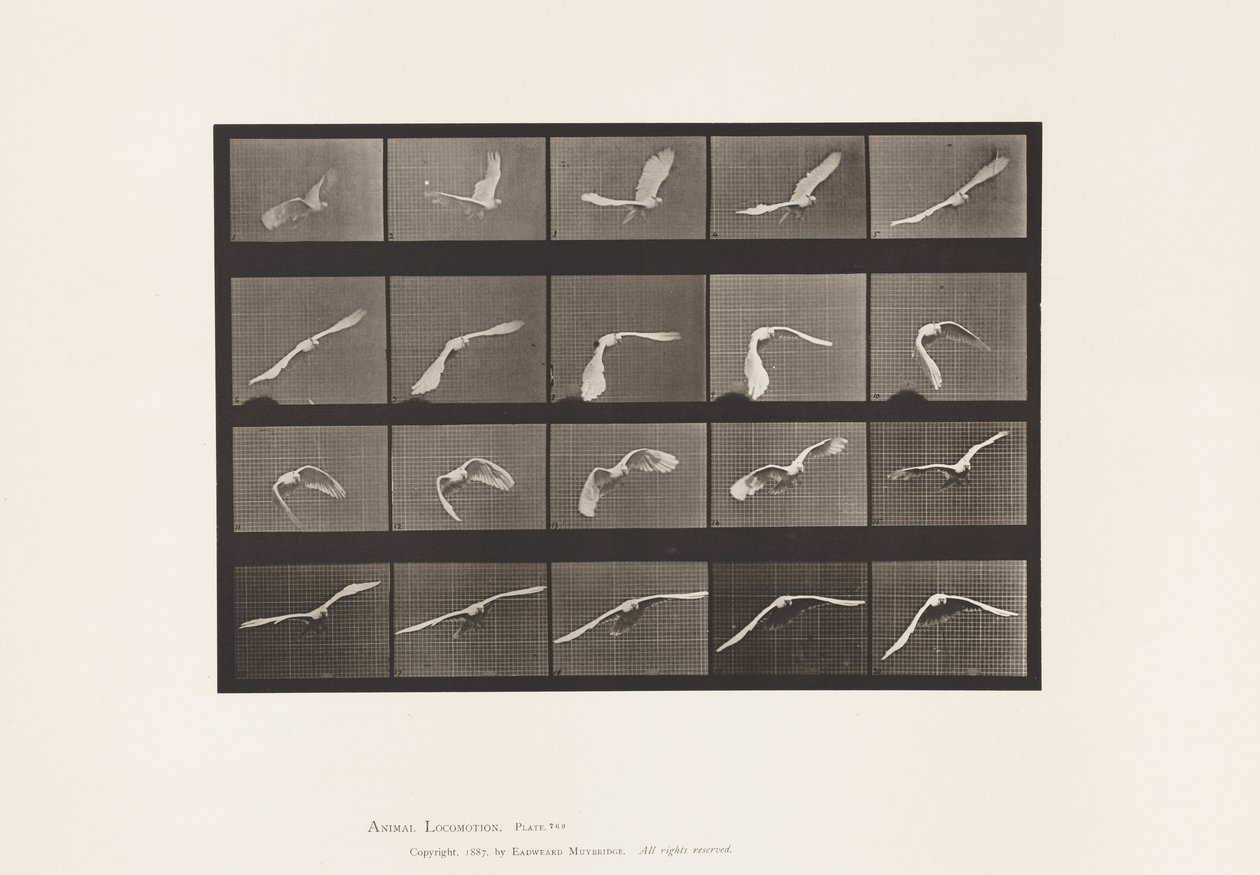 Tallerken 760. Kakadue; Flyvende af Eadweard Muybridge