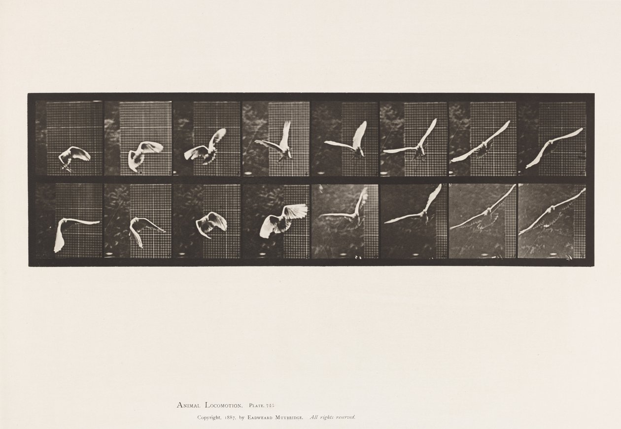 Tallerken 761. Kakadu; Flyvende af Eadweard Muybridge