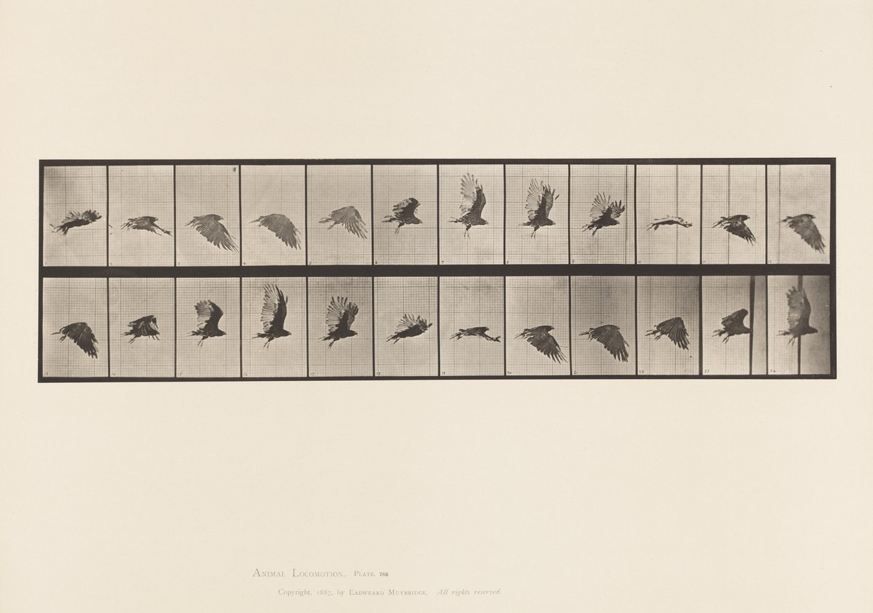 Tavle 766. Grib; Flyvende af Eadweard Muybridge