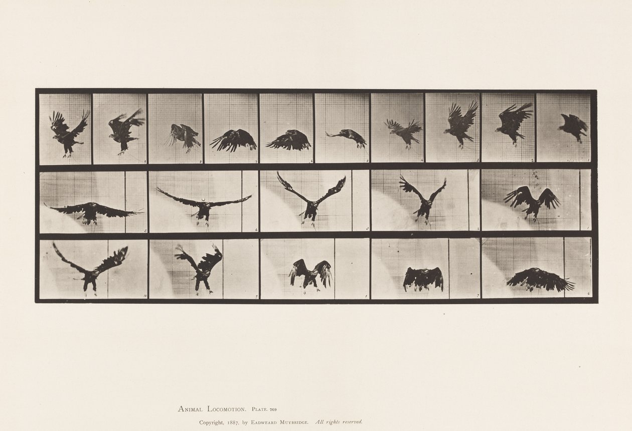 Tavle 769. Amerikansk Ørn; Flyvende af Eadweard Muybridge