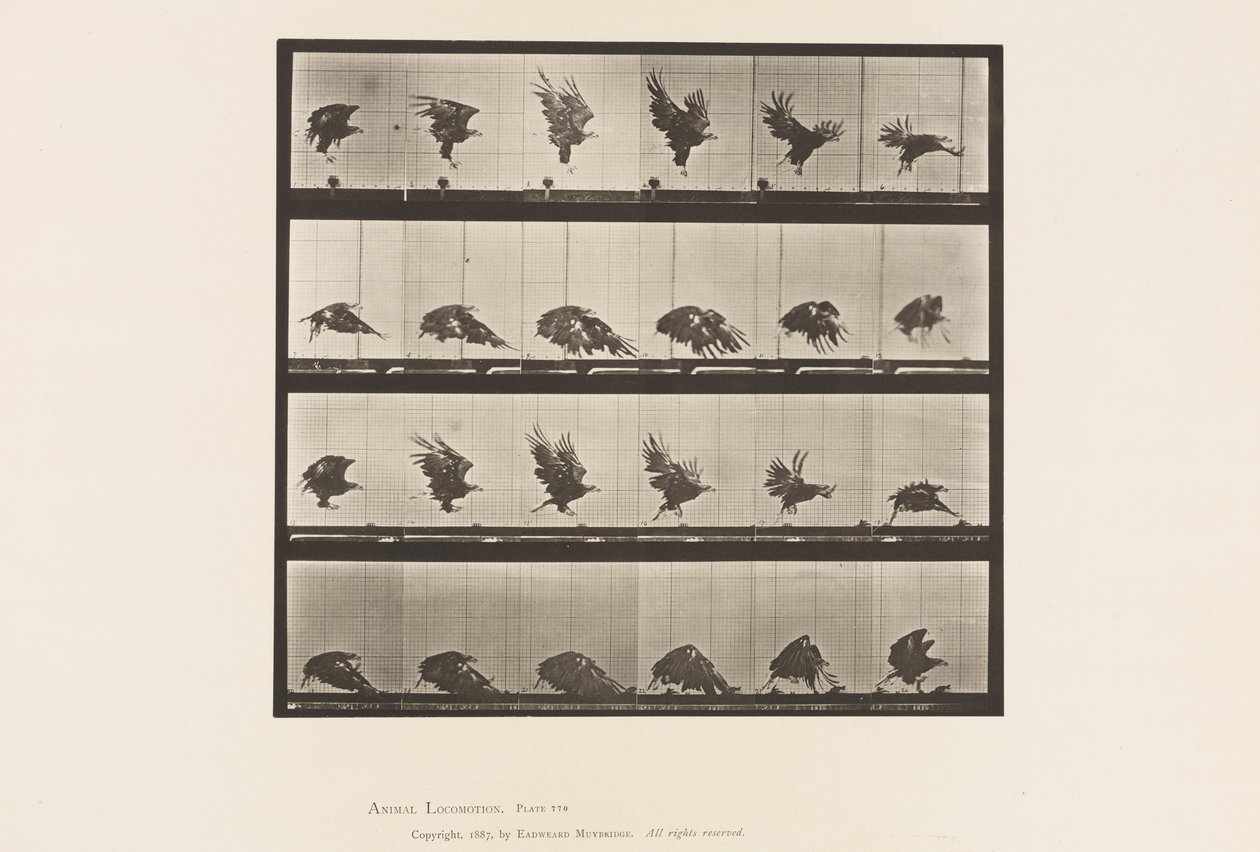 Tavle 770. American Eagle; Flyver nær jorden af Eadweard Muybridge