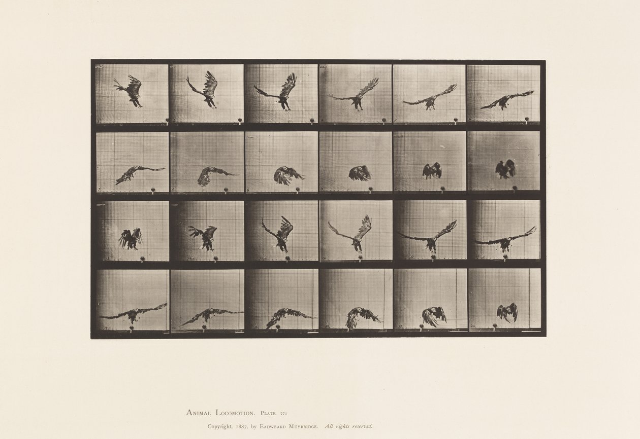 Tavle 771. Amerikansk Ørn; Flyver nær jorden af Eadweard Muybridge