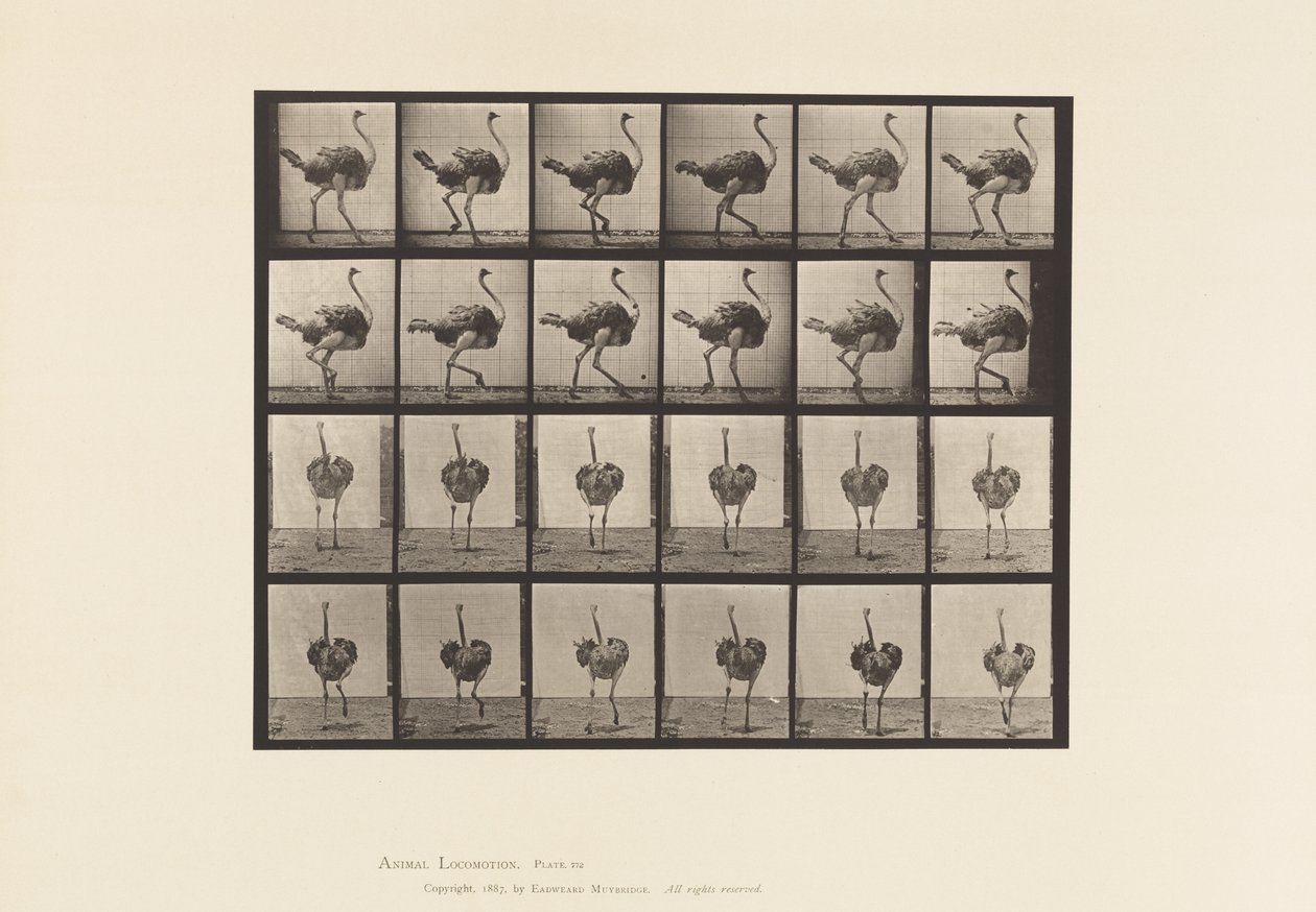 Tavle 772. Struds; Gåture af Eadweard Muybridge