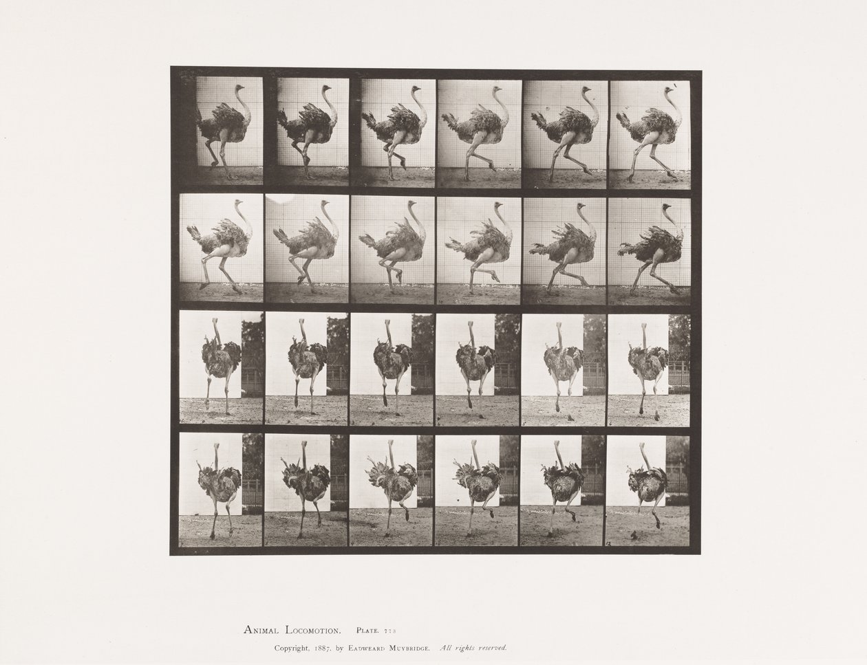 Tavle 773. Struds; Løb af Eadweard Muybridge