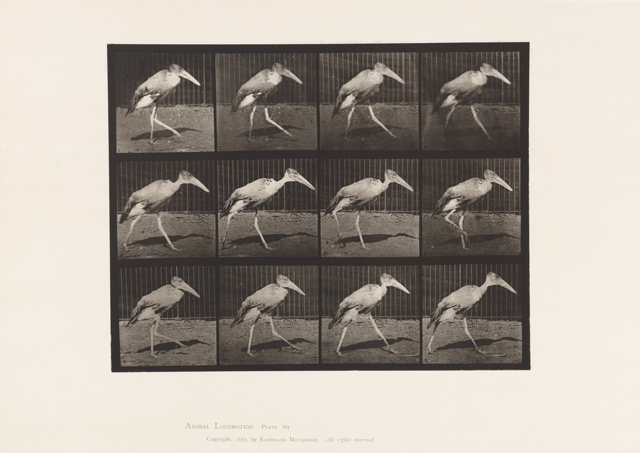 Tavle 774. Adjudant; Gåture af Eadweard Muybridge