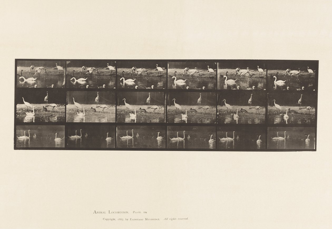 Tavle 776. Storke; Svaner osv., A, B, C af Eadweard Muybridge
