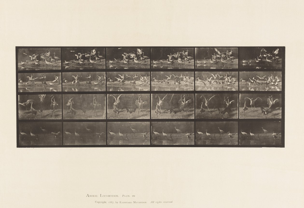 Tavle 777. Storke; osv. A, B, C, D af Eadweard Muybridge