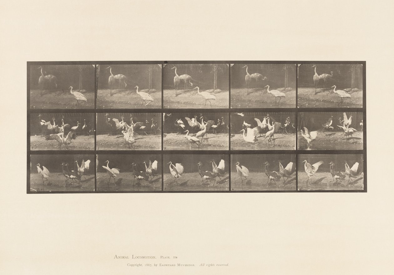 Tavle 778. Storke; osv. A, B, C af Eadweard Muybridge