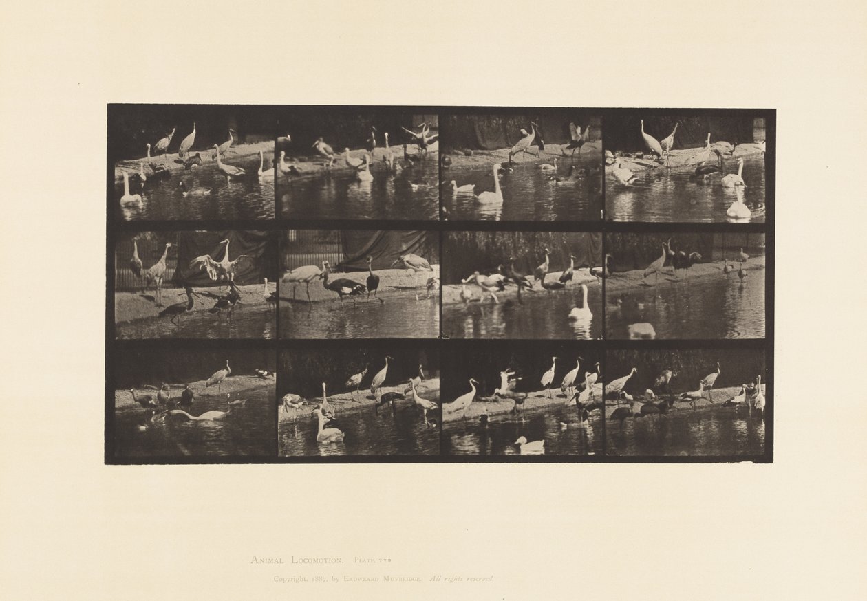 Tavle 779. Storke; Svaner osv. af Eadweard Muybridge