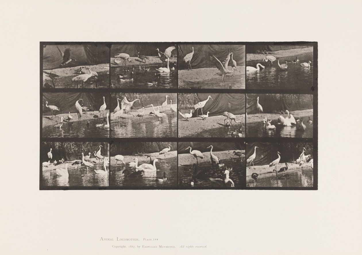 Tallerken 780. Storke; Svaner osv. af Eadweard Muybridge