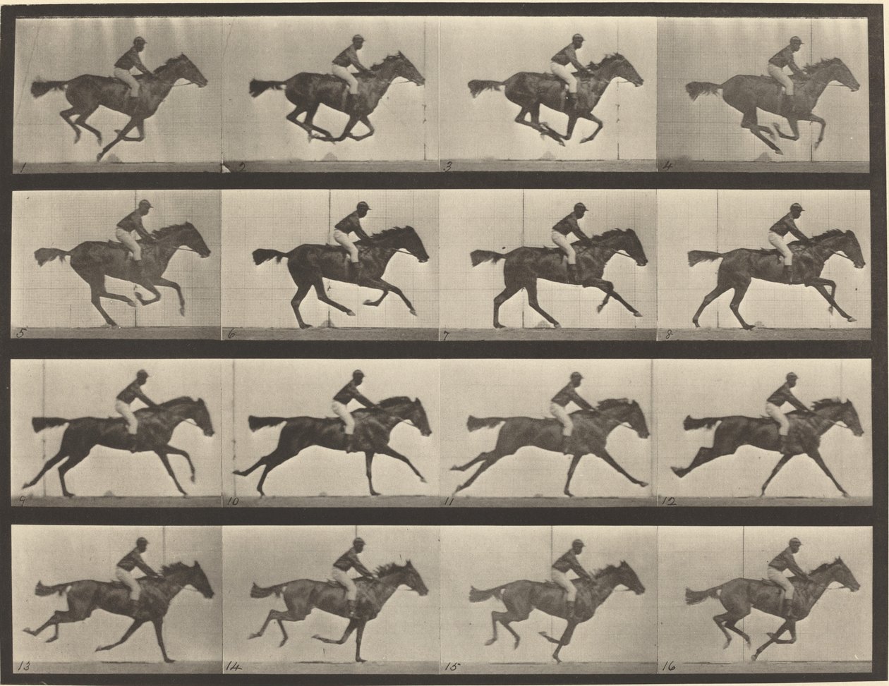 Pladenummer 626. Galop, fuldblods laurbærhoppe, Annie G. af Eadweard Muybridge