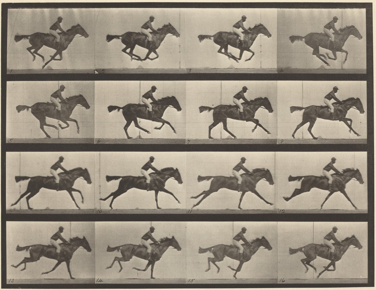 Tavle nummer 626. Galop, fuldblods brun hoppe, Annie G. af Eadweard Muybridge