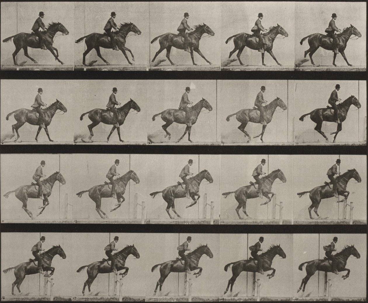 Planche nummer 636. «Daisy» springer over en hæk, sadlet, og forbereder sig på springet af Eadweard Muybridge