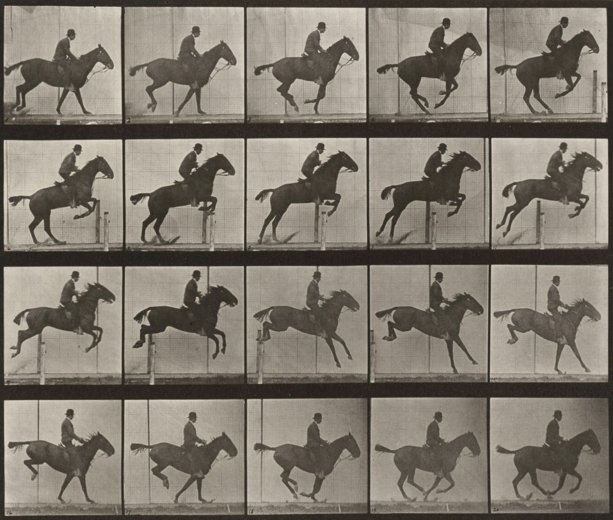 Tavle nummer 639. «Daisy» springer over en forhindring, sadlet af Eadweard Muybridge