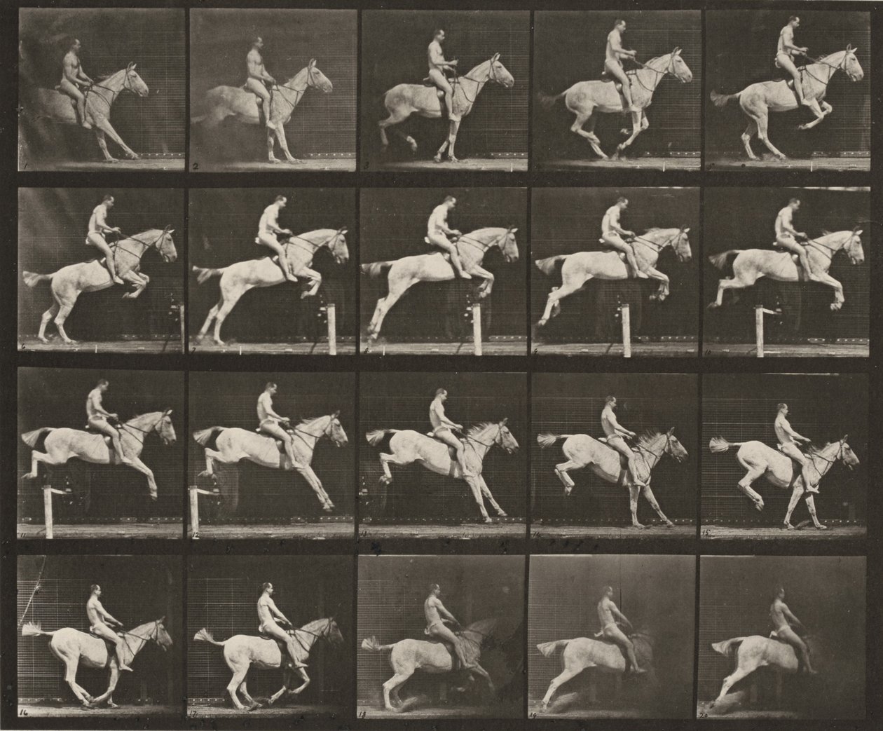 Tavle nummer 642. "Pandora" springer over en forhindring, sadlet; rytter nøgen af Eadweard Muybridge