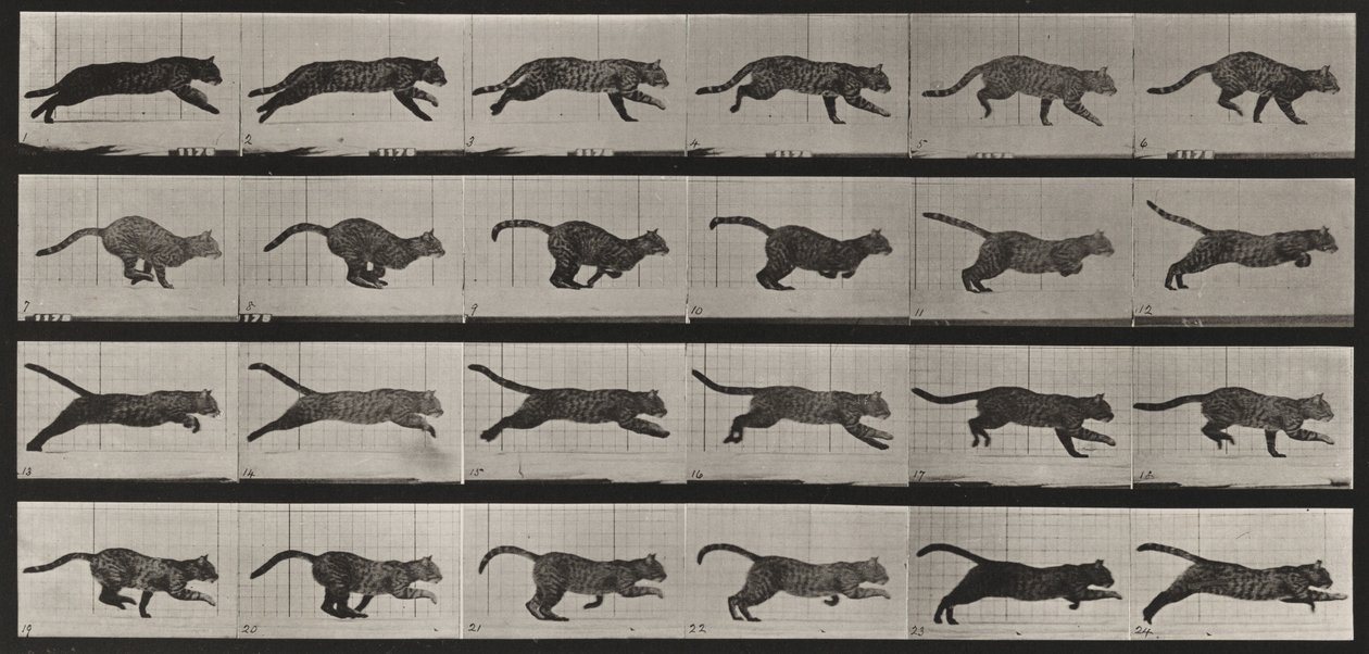 Tavle nummer 720. Kat; i galop af Eadweard Muybridge