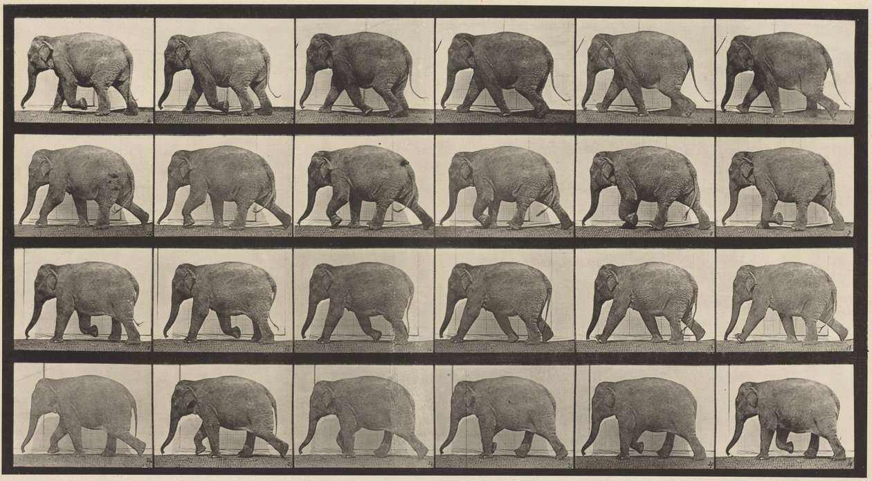 Tavle nummer 733. Gående elefant af Eadweard Muybridge