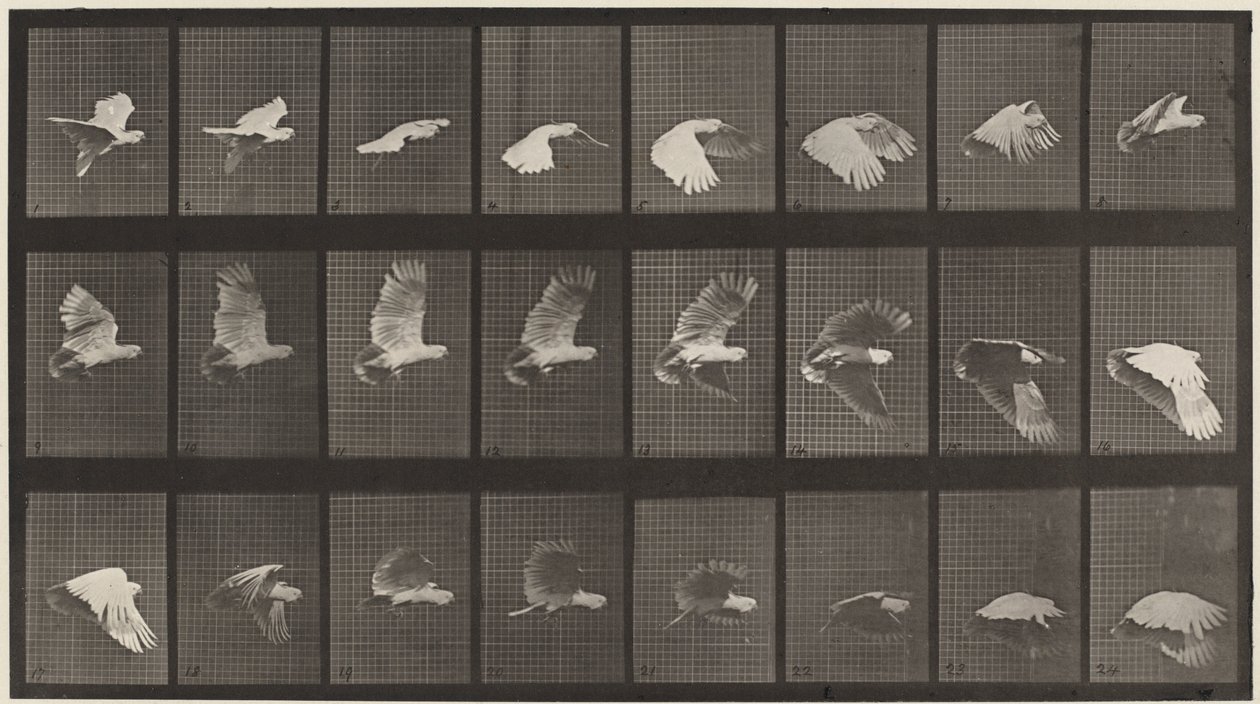 Nummerplade 758. Kakadue flyver, 1887 (foto) af Eadweard Muybridge