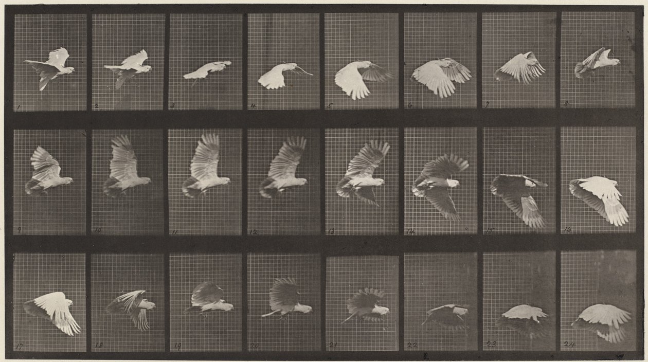 Tallerken nummer 758. Kakadu flyvende af Eadweard Muybridge