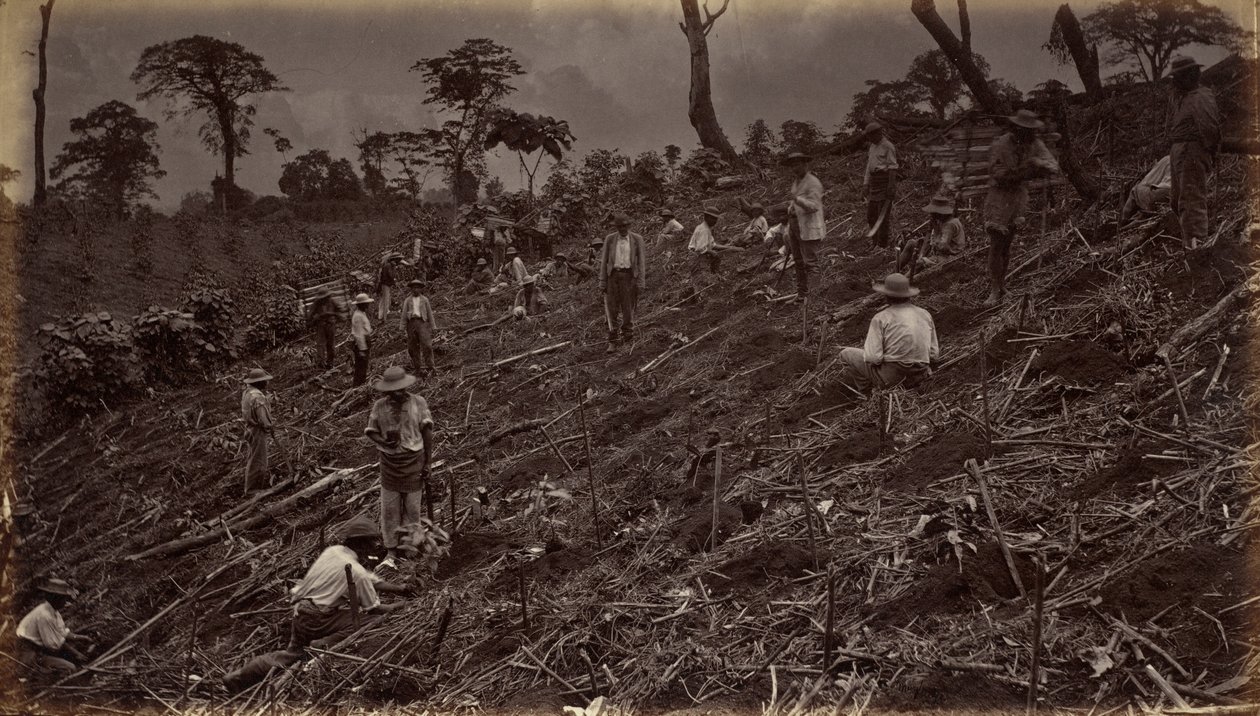 Anlæggelse af en kaffeplantage i Antigua de Guatemala af Eadweard Muybridge