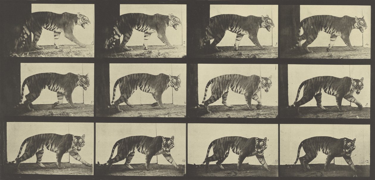 Tiger Walking, plade 729 fra Animal Locomotion, 1887 af Eadweard Muybridge