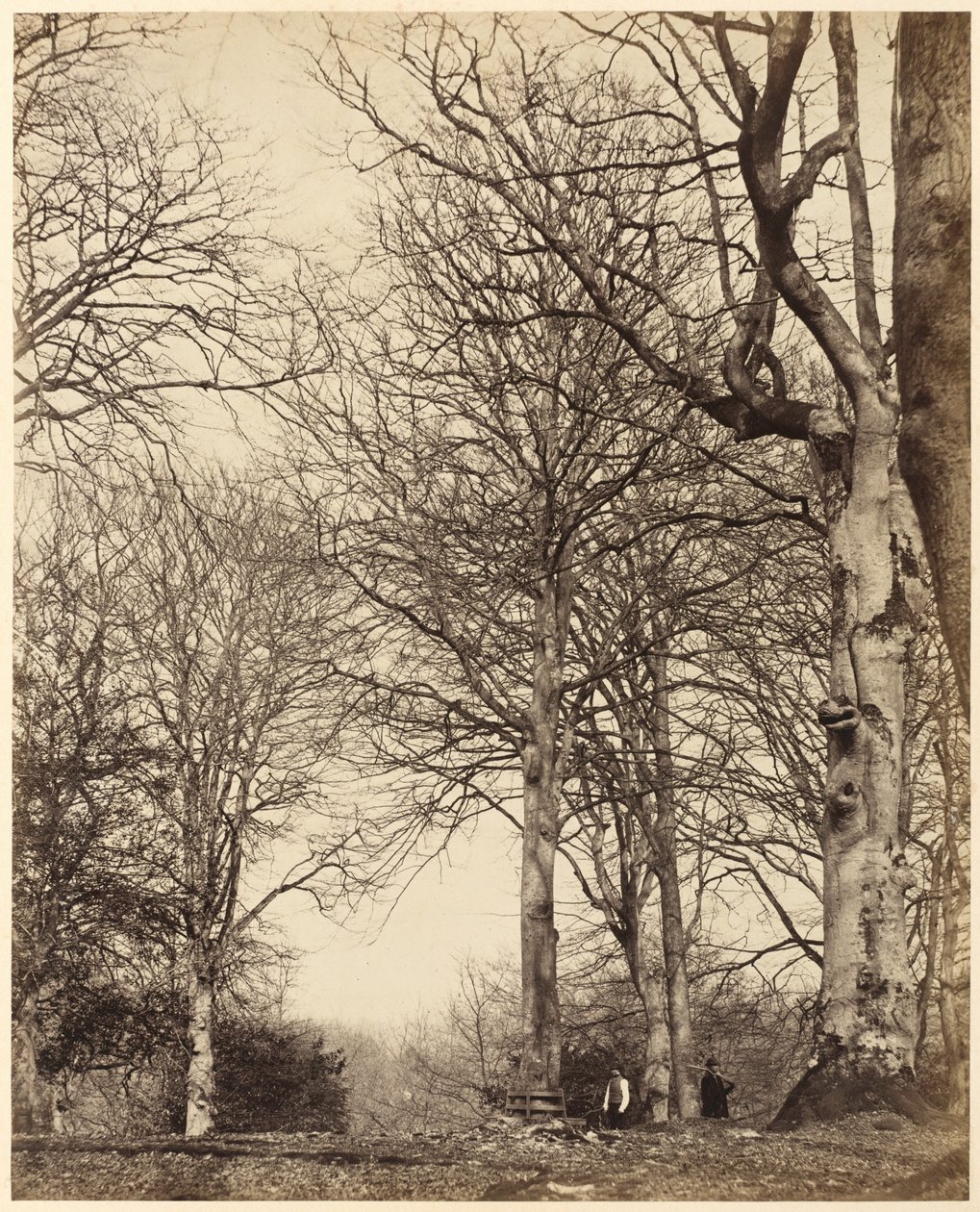 Dronning Adelaides bøg, 1864 (foto) af Earl of Caithness