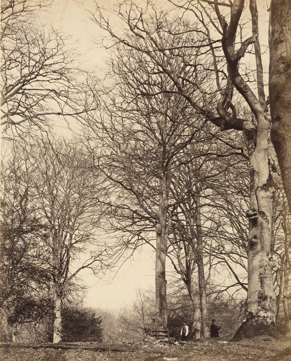 Dronning Adelaides bøg, 1864 af Earl of Caithness
