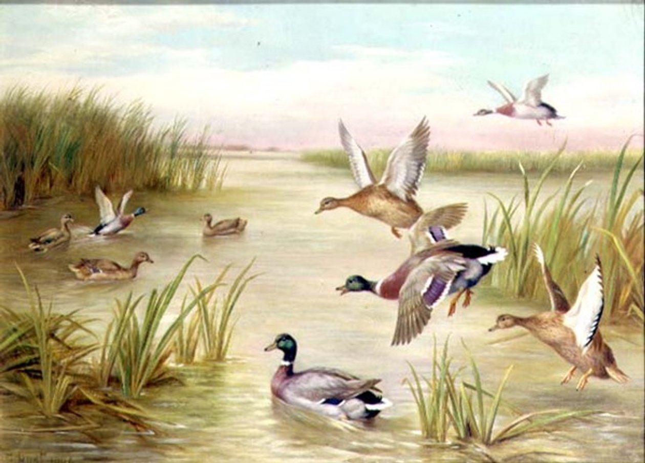 Ænder i flugt (olie) (en af et par, se også 24093) af Edgar Hunt