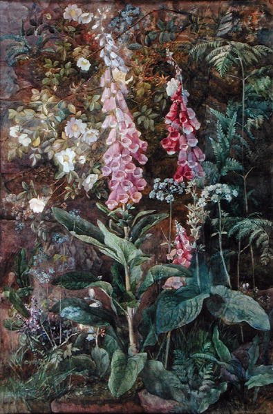 Digitalis Purpurea og Rosa Rugosa (akvarel på papir) af Edith Isabel Barrow