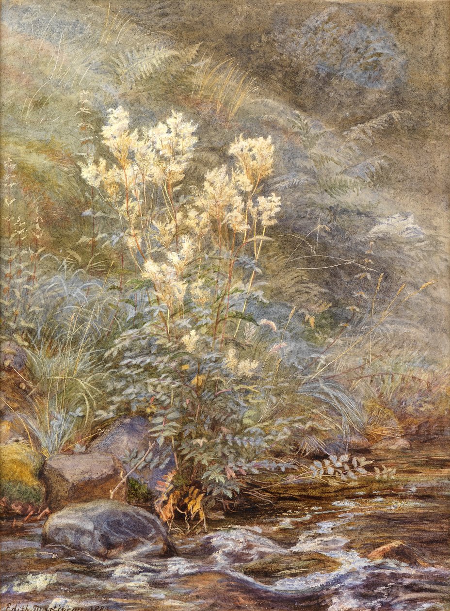 Meadowsweet beside a Burn, Invernesshire, ca. 1883 (akvarel forhøjet med hvid) af Edith Martineau
