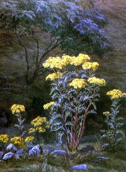Ragwort on a Bank (akvarel på papir) af Edith Martineau