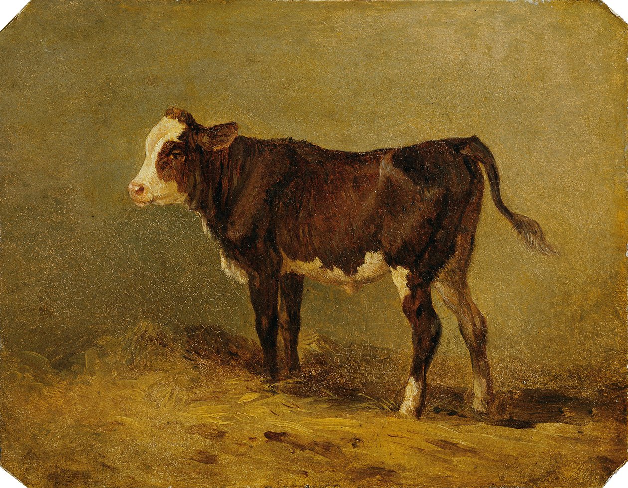 kalv af Edmund Mahlknecht