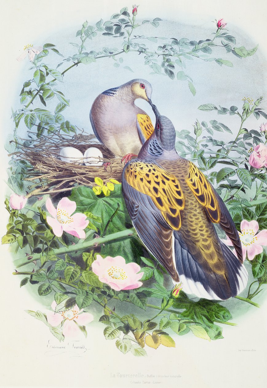 Et par turtelduer af Edouard Travies